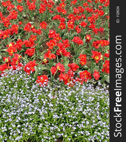 Red tulips and some other white flowers