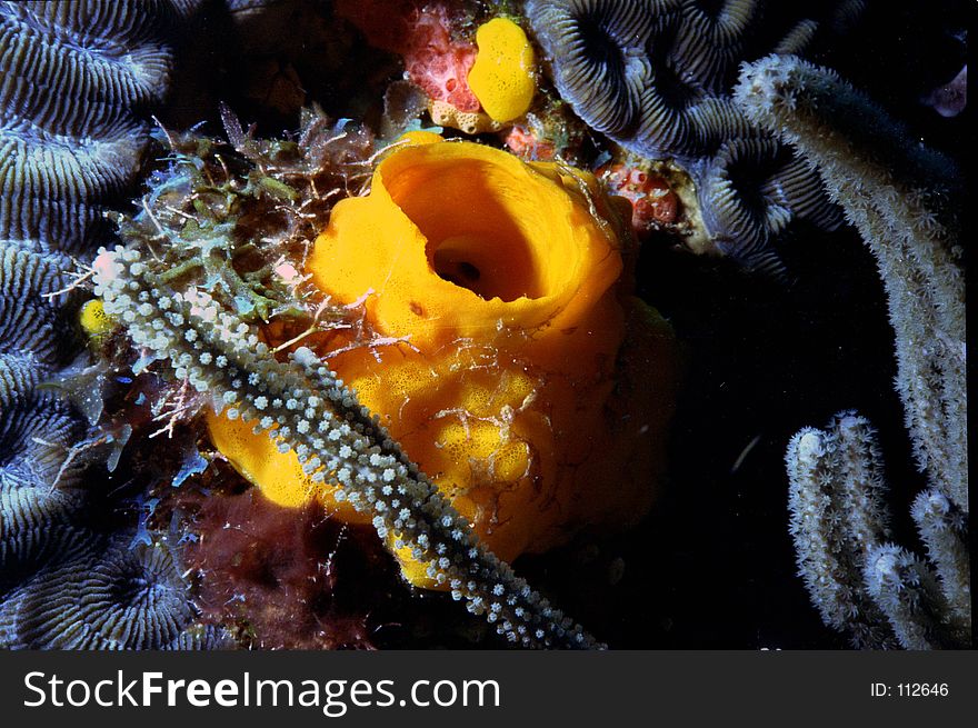 Yellow Tube Sponge on Corals