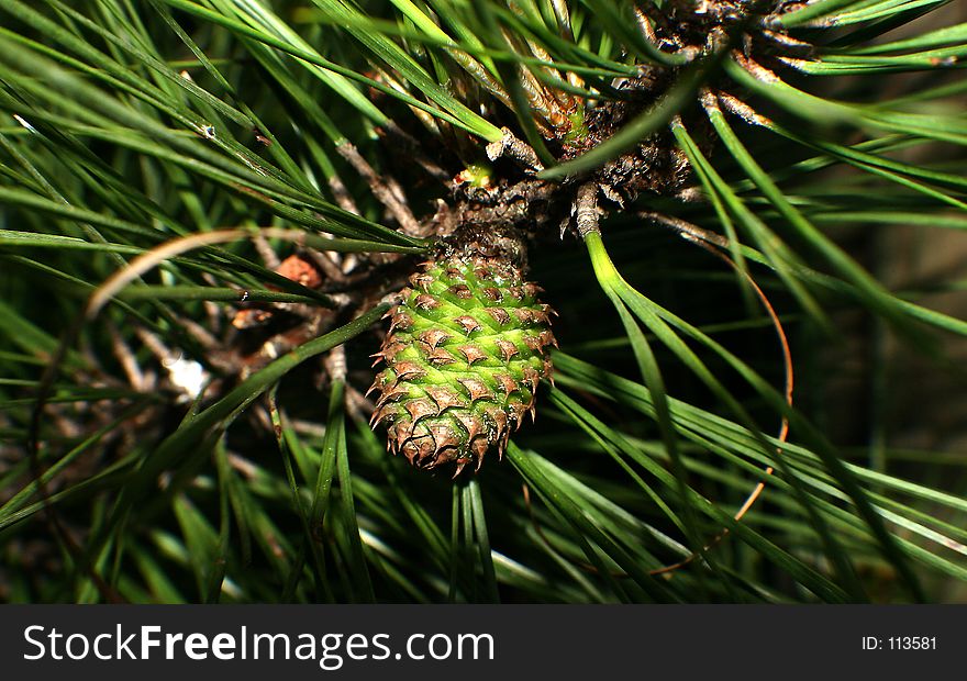 A tiny pinecone just forming. A tiny pinecone just forming.