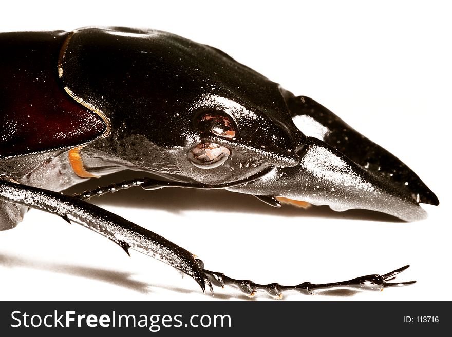 Close up of a stag-beetle. Close up of a stag-beetle