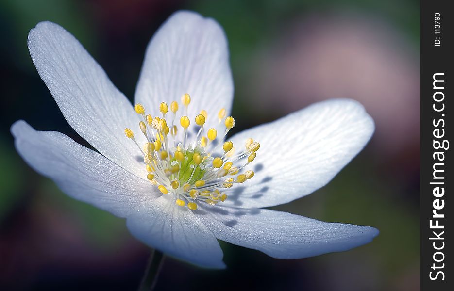 White flower