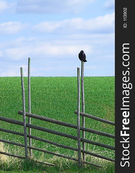 Bird sitting on a fence. Bird sitting on a fence