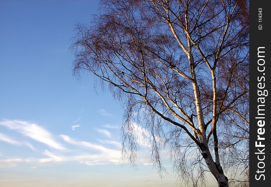 Tree And Sky 4