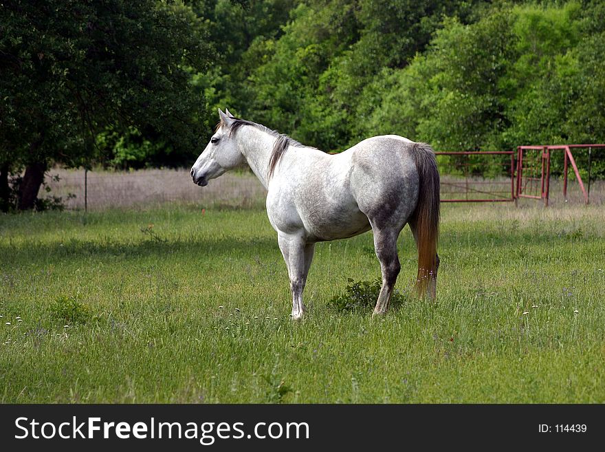 Dapple gray mare in green pasture with red pipe fence and trees in background.