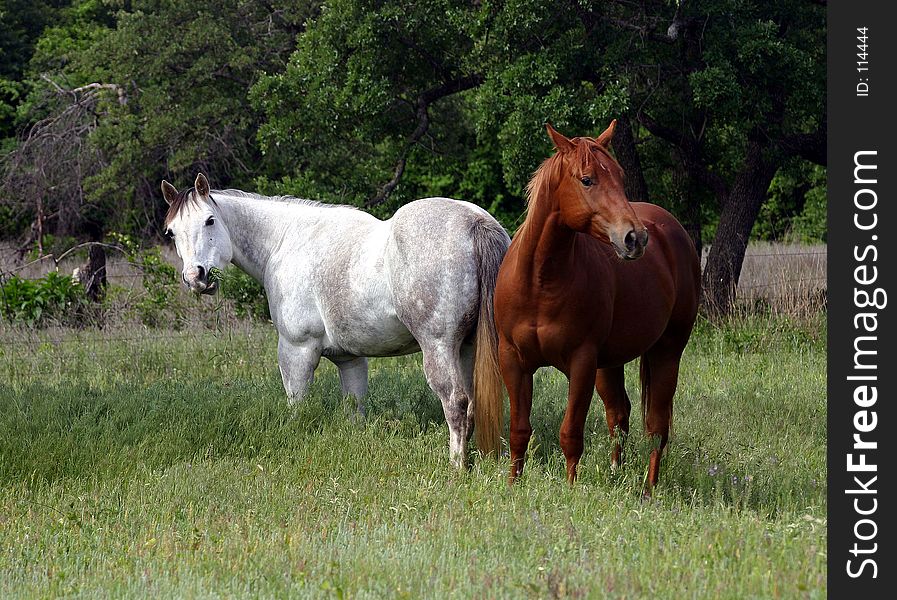 Dapple gray mare with mouthful of grass and sorrel filly in spring pasture. Dapple gray mare with mouthful of grass and sorrel filly in spring pasture.