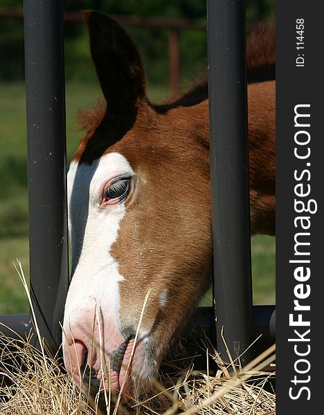 Foal at Hay Feeder