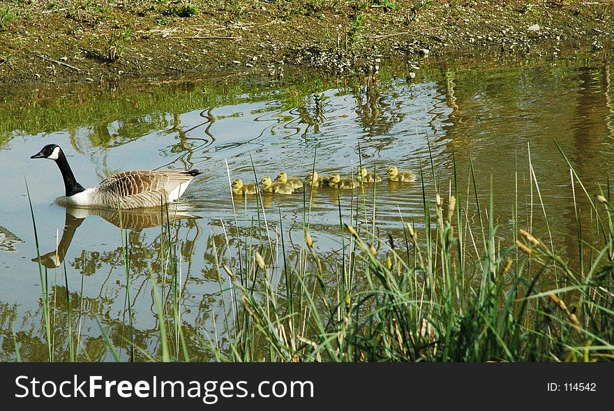 Canadian Goose swimming with its chicks. Canadian Goose swimming with its chicks