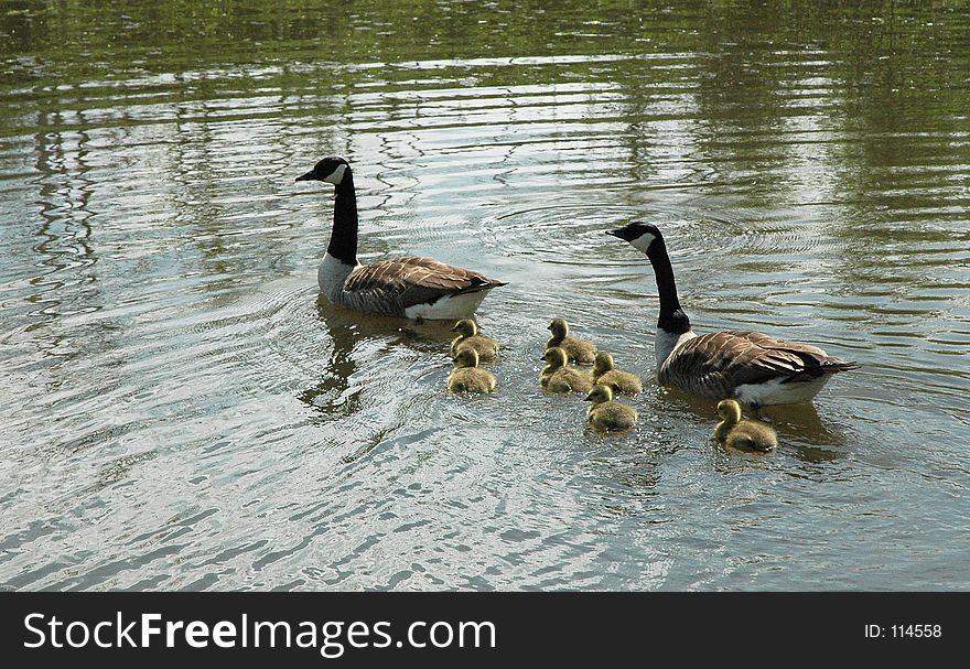 Canadian Goose family
