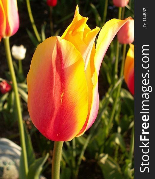 Tulip In The Sun