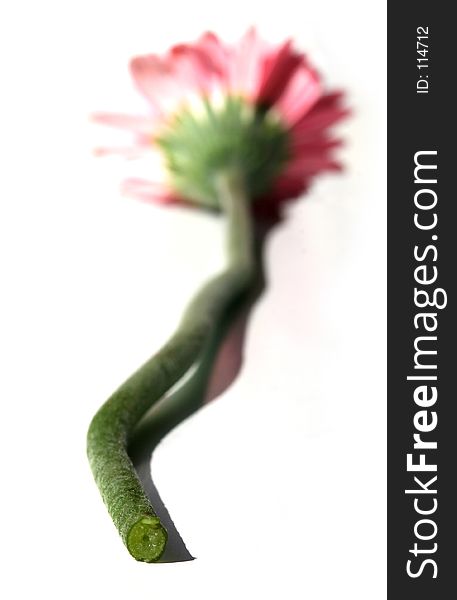 Close up of gerbera stem