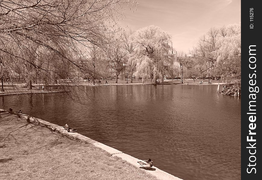 View of the duck pond in the Public Gardens in Boston Massachusetts in the springtime, sepia toned image. View of the duck pond in the Public Gardens in Boston Massachusetts in the springtime, sepia toned image