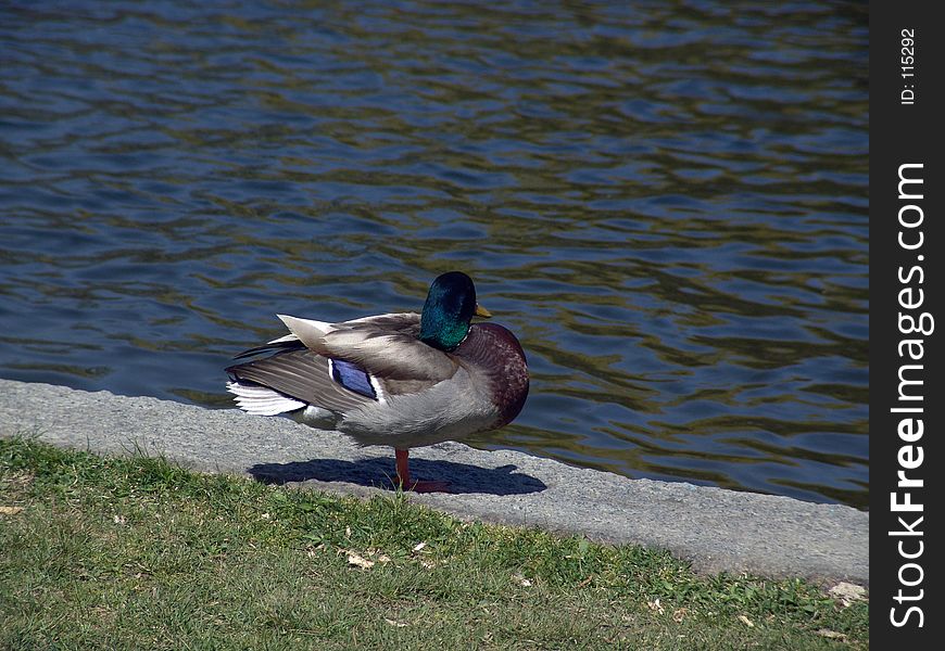 Male mallard duck standing on one leg at the side of the pond in the public gardens in boston massachusetts