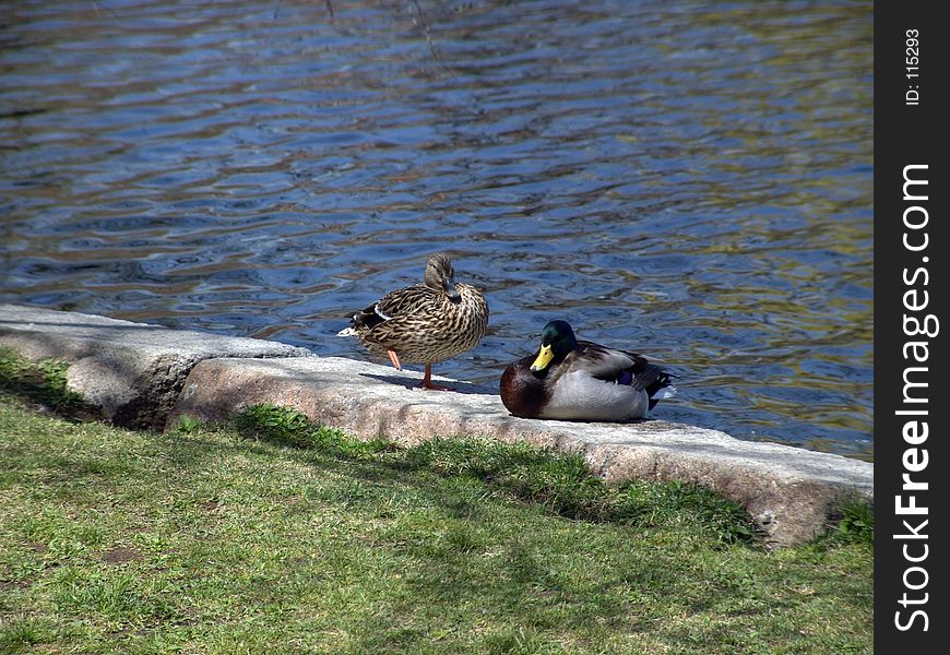 Pair of mallard ducks at the pond in the public gardens in boston massachusetts in early spring. Pair of mallard ducks at the pond in the public gardens in boston massachusetts in early spring