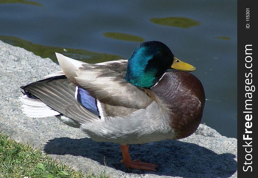 Mallard duck standing on one leg , public gardens, boston massachusetts. Mallard duck standing on one leg , public gardens, boston massachusetts