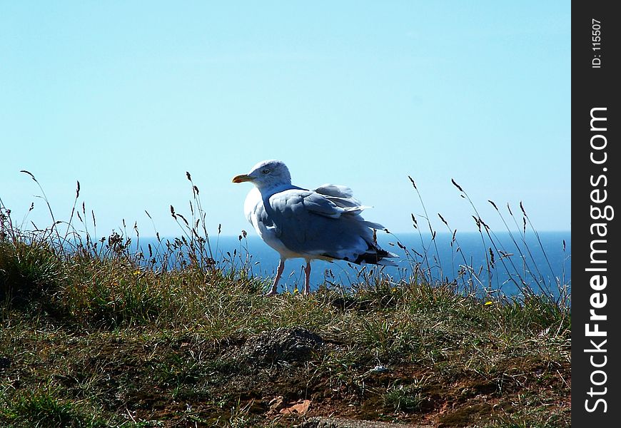 Digital photo of a seagull taken in Helgoland, an little island in the North Sea.