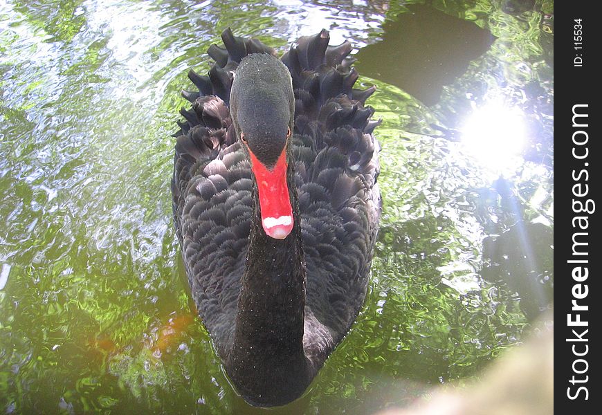 I photographed this black swan in the Gardens of the Moorish Castle in Sintra, Portugal. She was almost too friendly, and followed me all around the pond. I photographed this black swan in the Gardens of the Moorish Castle in Sintra, Portugal. She was almost too friendly, and followed me all around the pond.