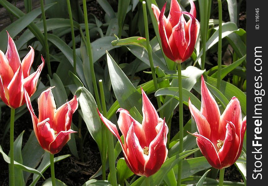 A handful of Aladdin tulips in a display garden.
