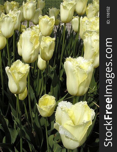 Yellow tulips with feathery-edged petals.