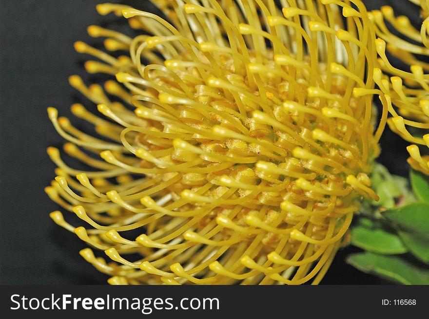 Closeup of the stamen and pollen on a yellow protea flower.