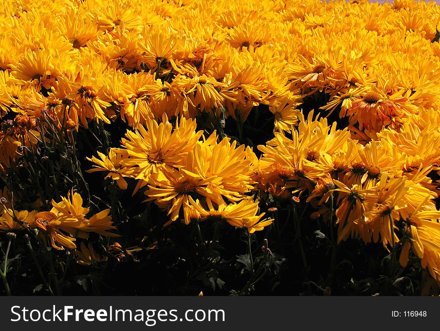 Field of yellow flowers. Field of yellow flowers