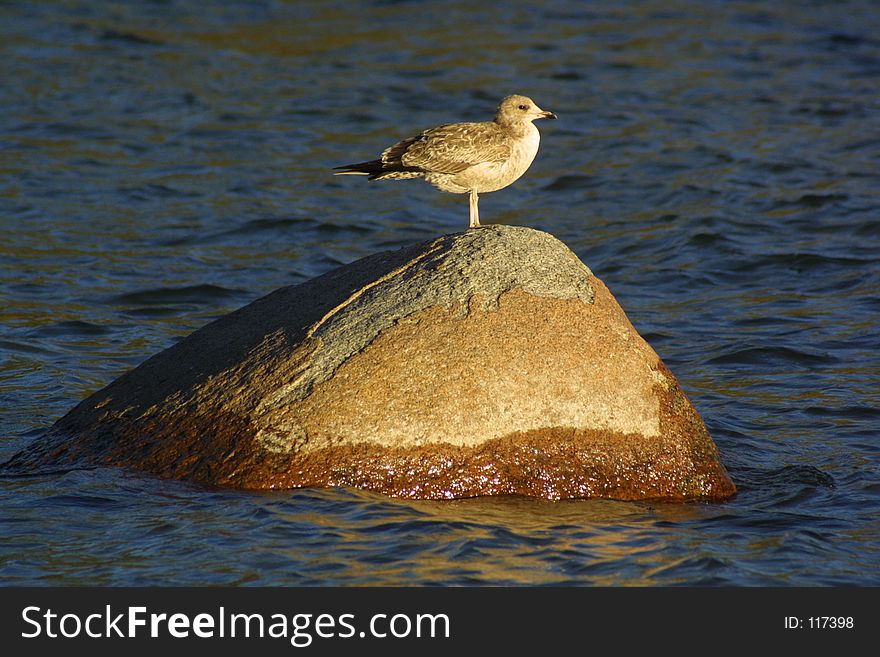 seagull on a rock in the water. seagull on a rock in the water
