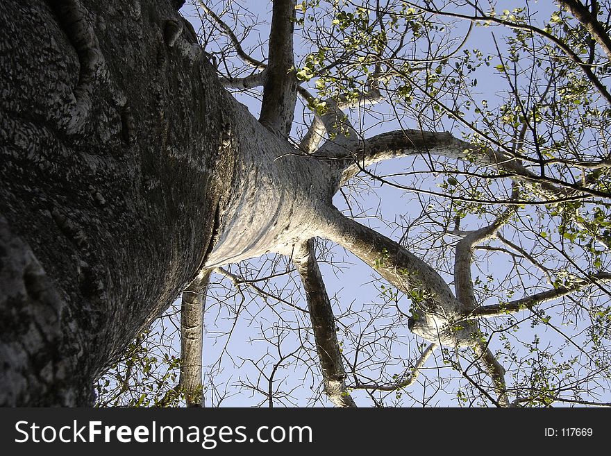 Baobab Tree 01