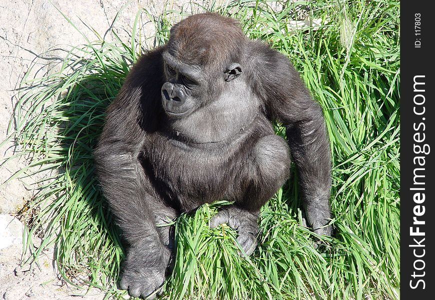 Great Gorilla nesting in green bed of long grass. Shot from above. Great Gorilla nesting in green bed of long grass. Shot from above.