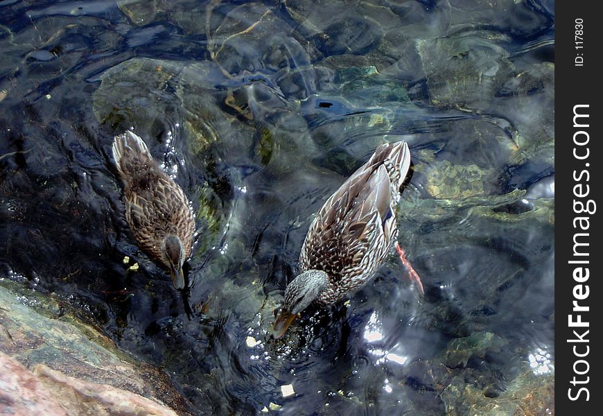 Ducks swim in the water of an alpine lake in the Sierra Nevada mountains. Ducks swim in the water of an alpine lake in the Sierra Nevada mountains