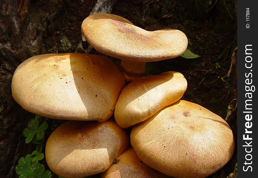 Mushrooms_nsp