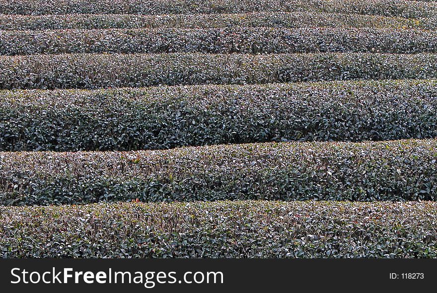 Tea field in winter texture