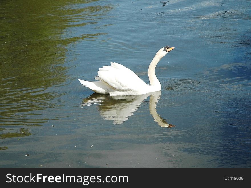 Swan reflection. Swan reflection