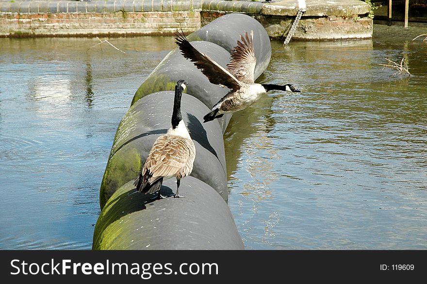 Canadian Goose couple. Canadian Goose couple