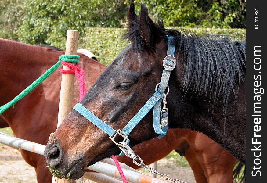 Horses-detail