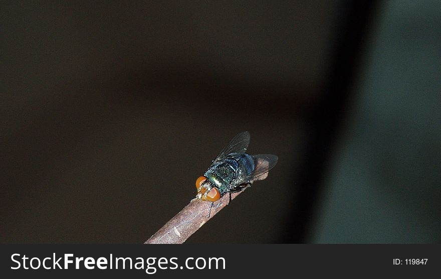 Photo of green fly