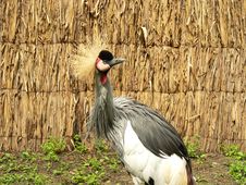 Crowned Crane Stock Images Crowned Crane Stock Images