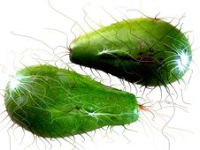 Hairy Avocados Royalty Free Stock Photography Hairy Avocados Royalty Free Stock Photography