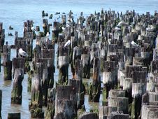 Birds On Pilings Stock Image Birds On Pilings Stock Image