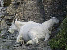 Mother And Baby Mountain Goat Royalty Free Stock Photo