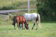 Two Horses In Field 3 Stock Photography Two Horses In Field 3 Stock Photography