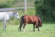 Two Horses In Field 4 Royalty Free Stock Photography Two Horses In Field 4 Royalty Free Stock Photography
