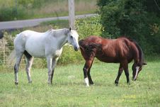 Two Horses In Field 5 Royalty Free Stock Images Two Horses In Field 5 Royalty Free Stock Images