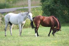 Two Horses In Field 6 Stock Photography Two Horses In Field 6 Stock Photography