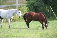 Two Horses In Field 7 Stock Images Two Horses In Field 7 Stock Images
