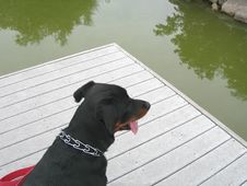 Don T Drink The Water - Thirsty Dog Stock Image Don T Drink The Water - Thirsty Dog Stock Image
