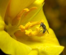 A Fly On The Yellow Flower Royalty Free Stock Photography A Fly On The Yellow Flower Royalty Free Stock Photography
