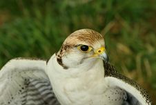 The Falcon Stock Images The Falcon Stock Images