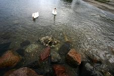 Sea Swans Stock Photos Sea Swans Stock Photos