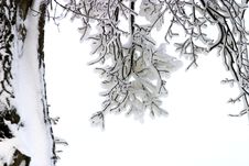 Branches In Snow Royalty Free Stock Photo Branches In Snow Royalty Free Stock Photo