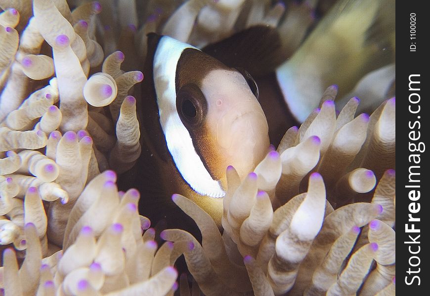 Clark s anemone fish