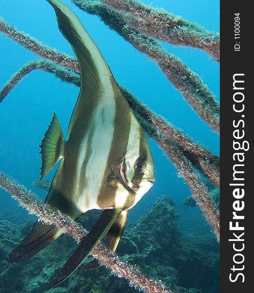 Tallfin Batfish